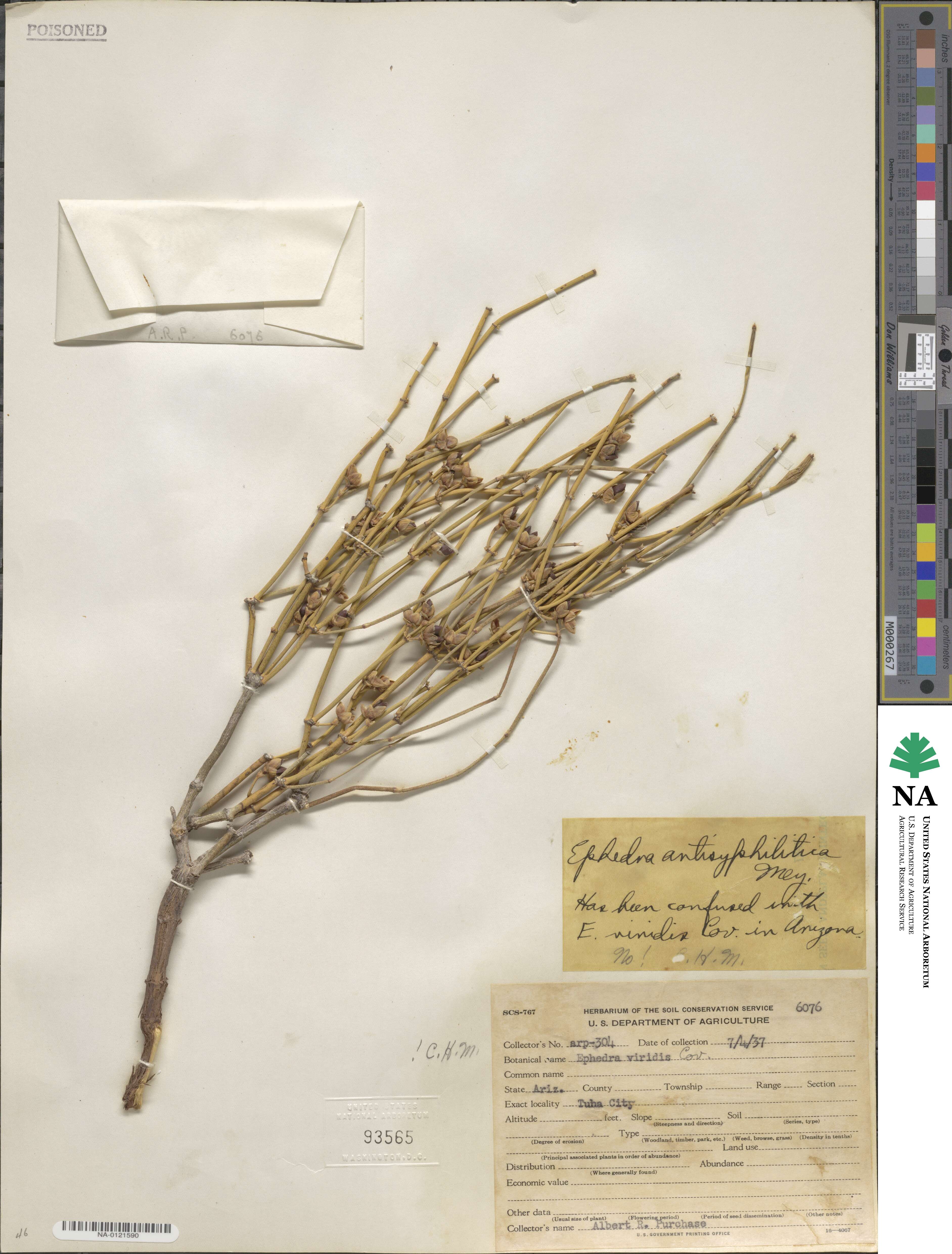 Ephedra viridis image