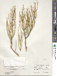 Ephedra viridis image