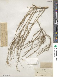 Ephedra aspera image