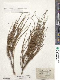 Ephedra aspera image