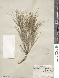 Ephedra aspera image