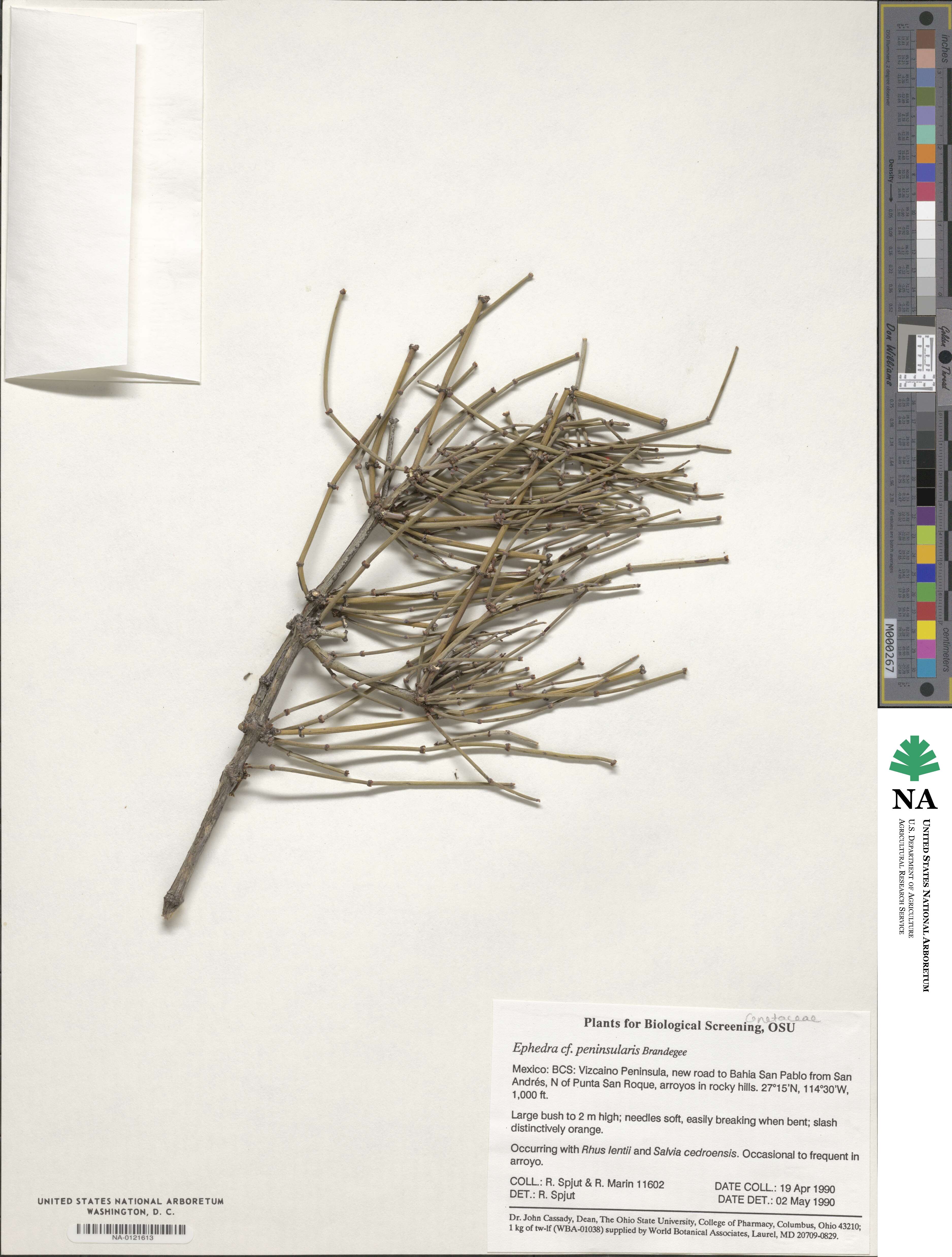 Ephedra aspera image