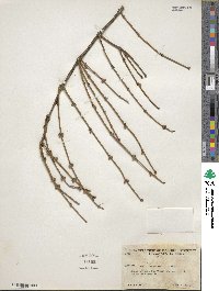 Ephedra californica image