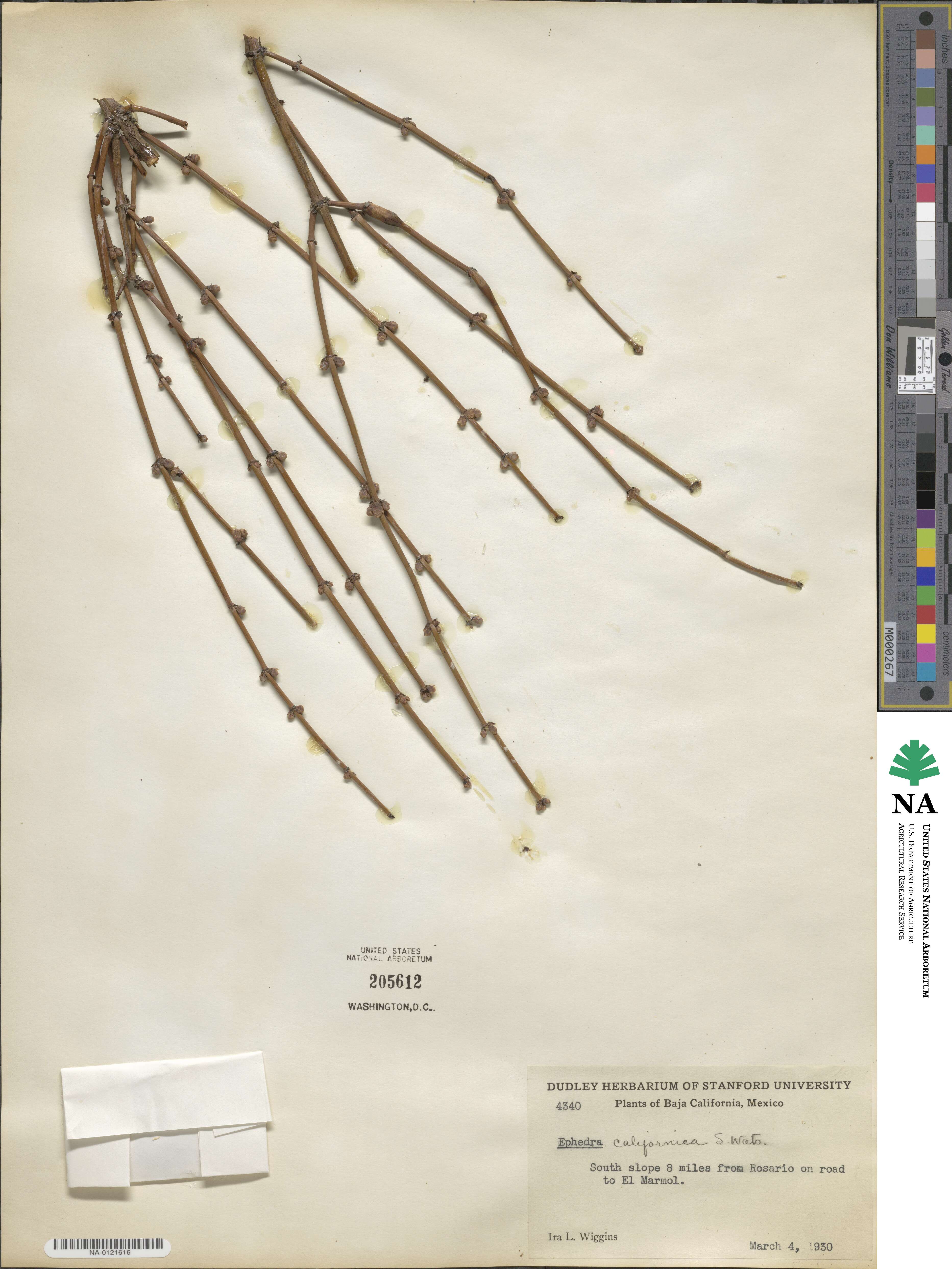 Ephedra californica image