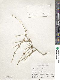 Ephedra californica image