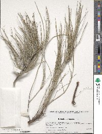 Ephedra compacta image