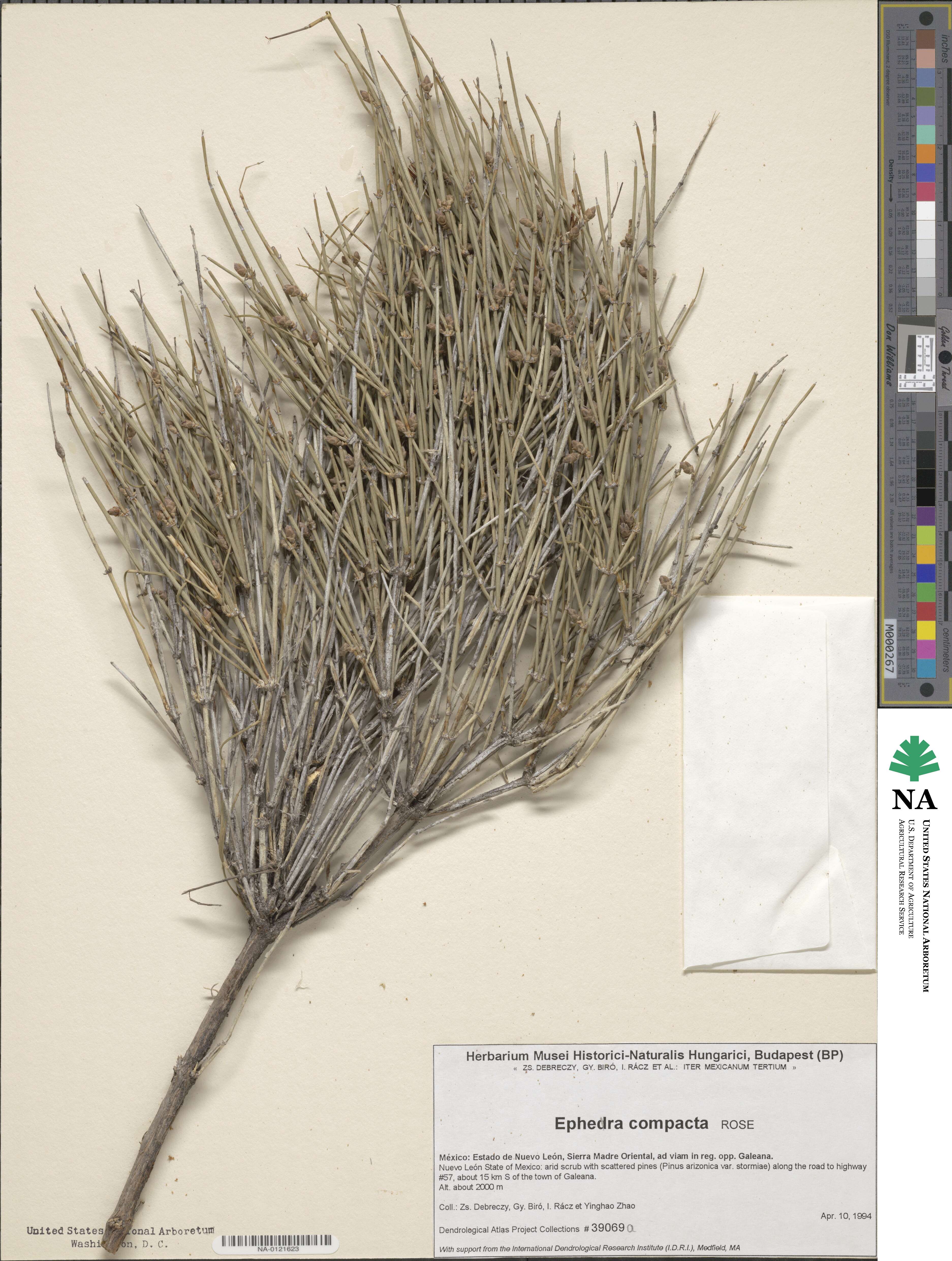 Ephedra compacta image