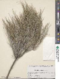 Ephedra compacta image