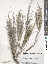 Ephedra compacta image