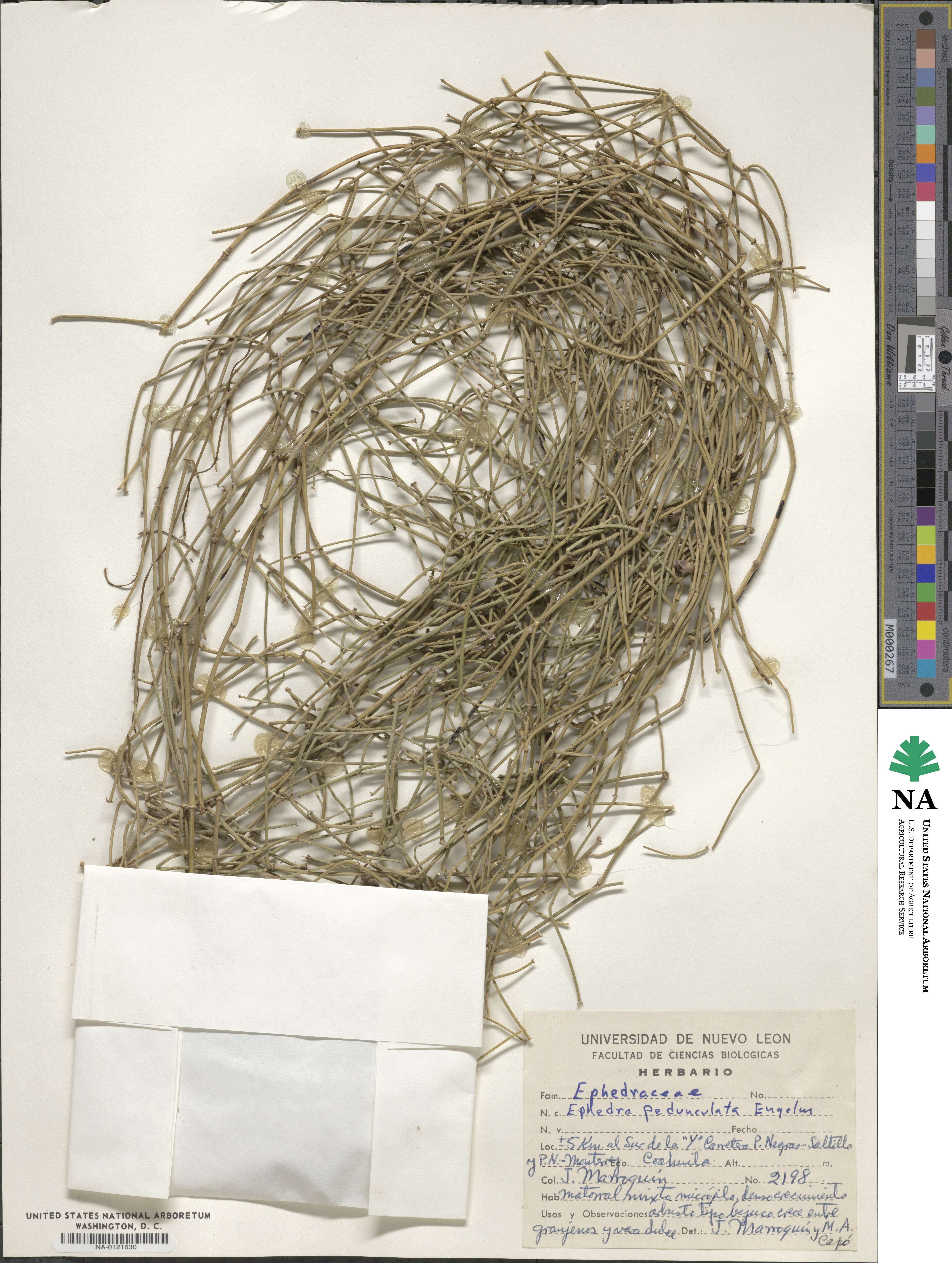 Ephedra pedunculata image