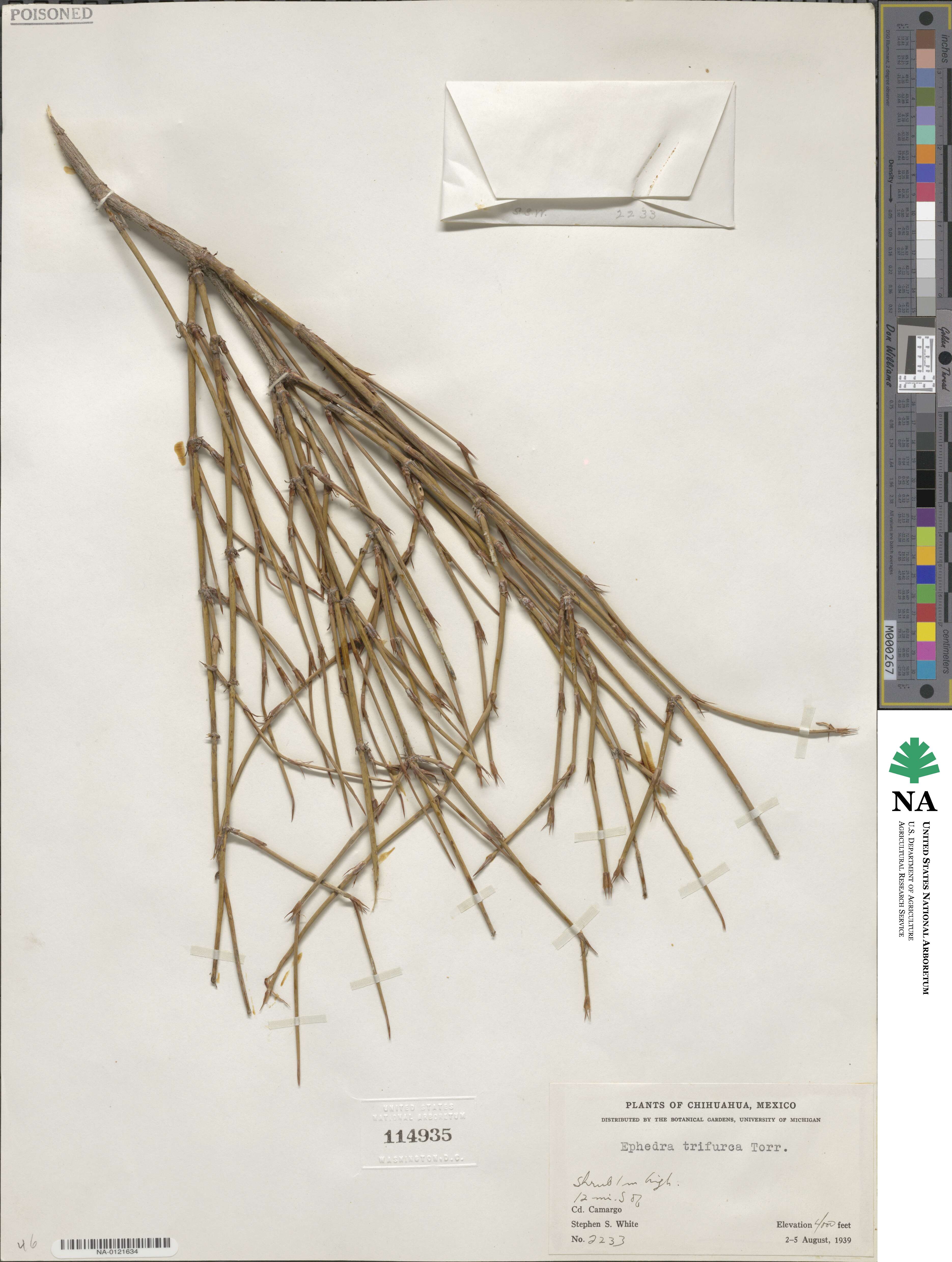 Ephedra trifurca image