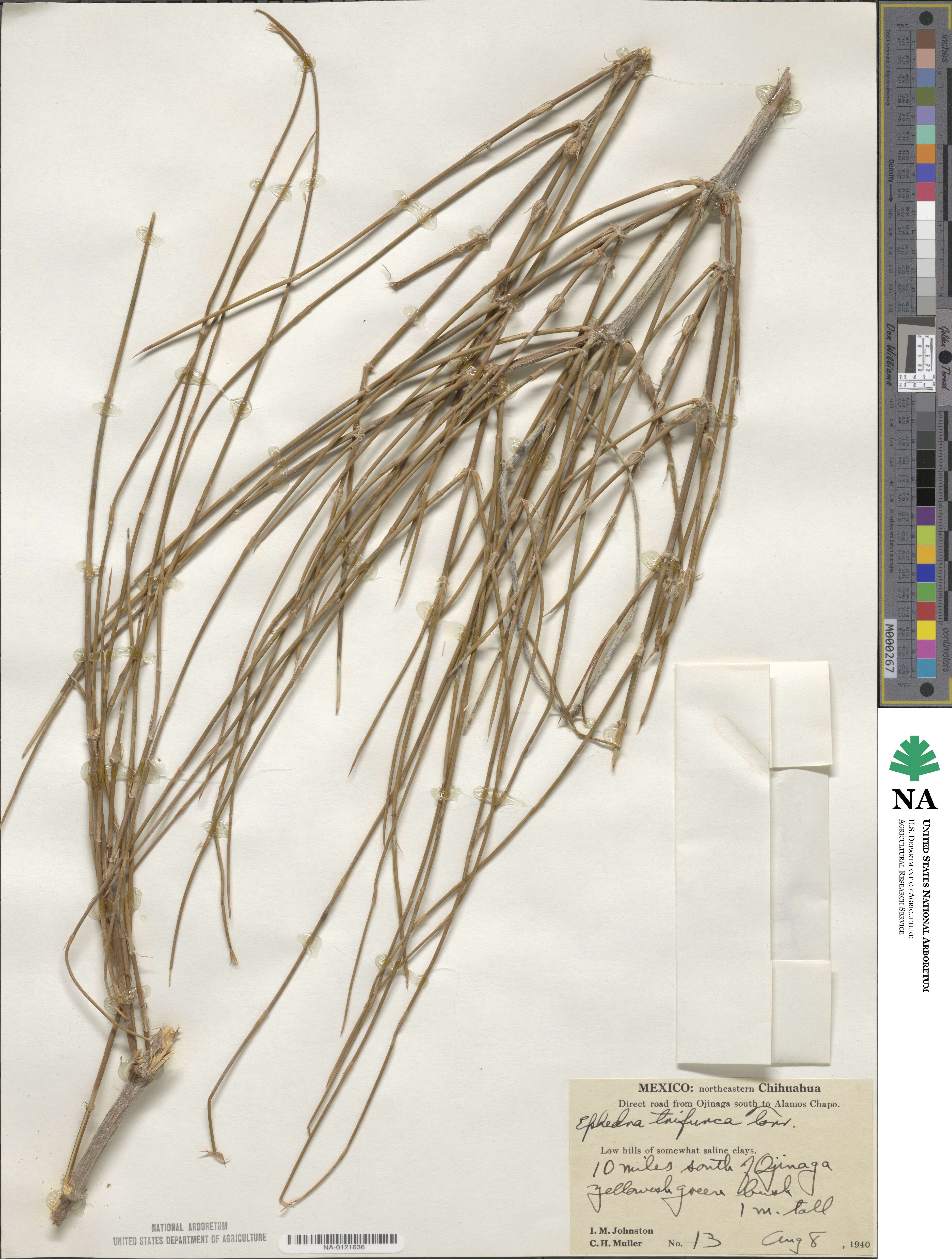 Ephedra trifurca image