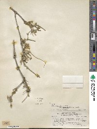 Image of Ephedra rupestris