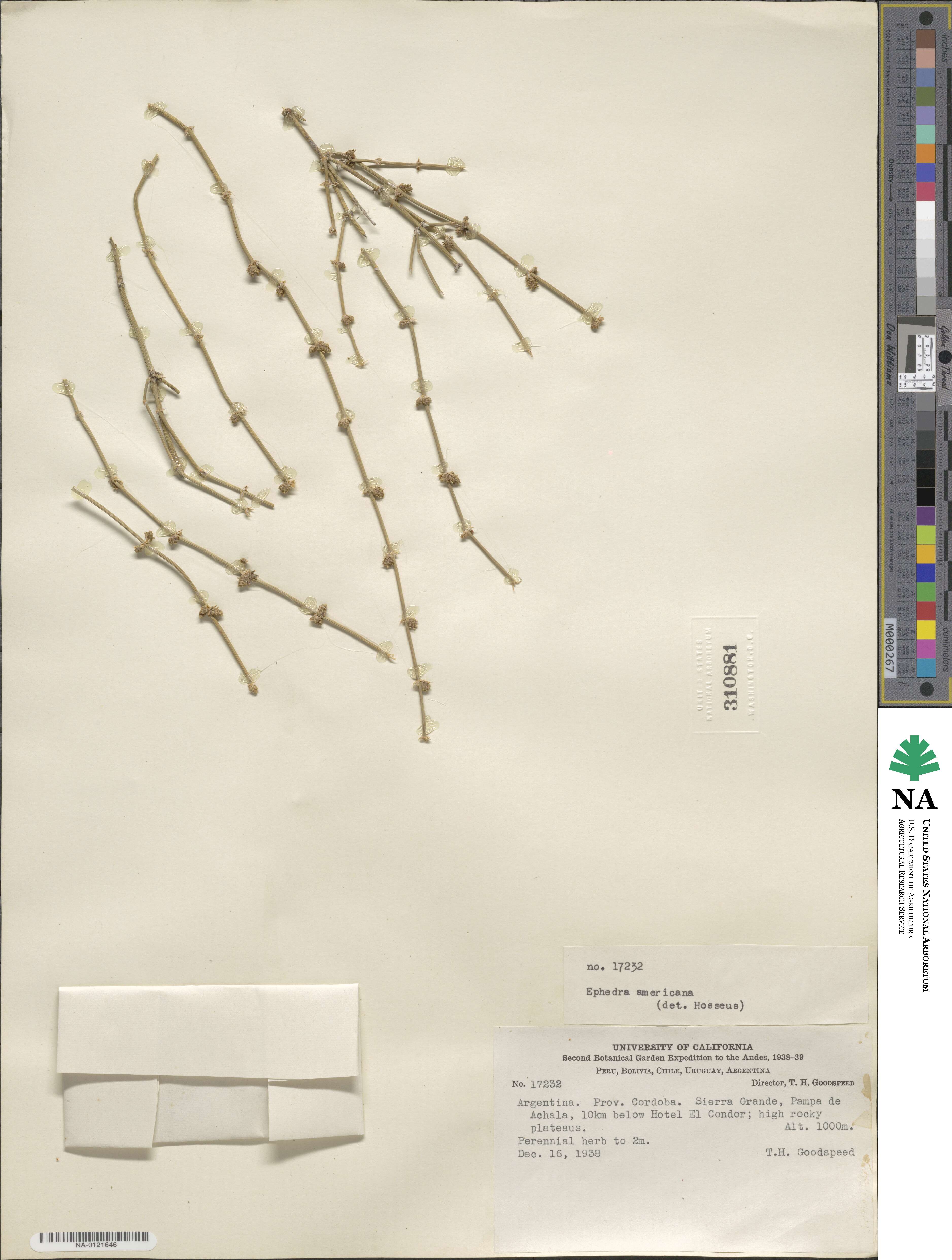 Ephedra americana image
