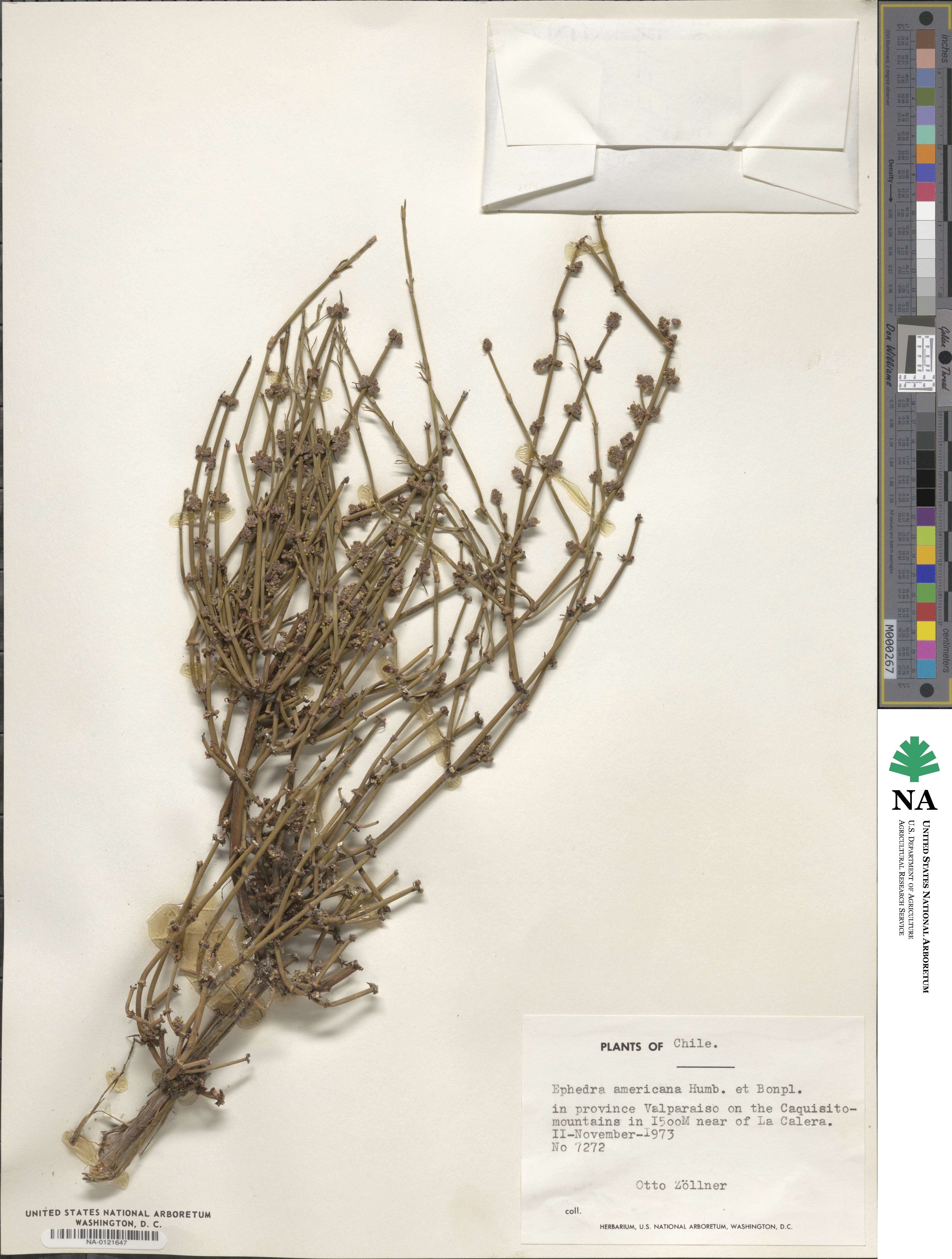 Ephedra americana image