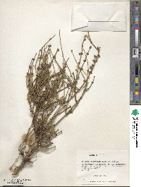 Ephedra americana image