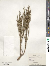 Ephedra chilensis image