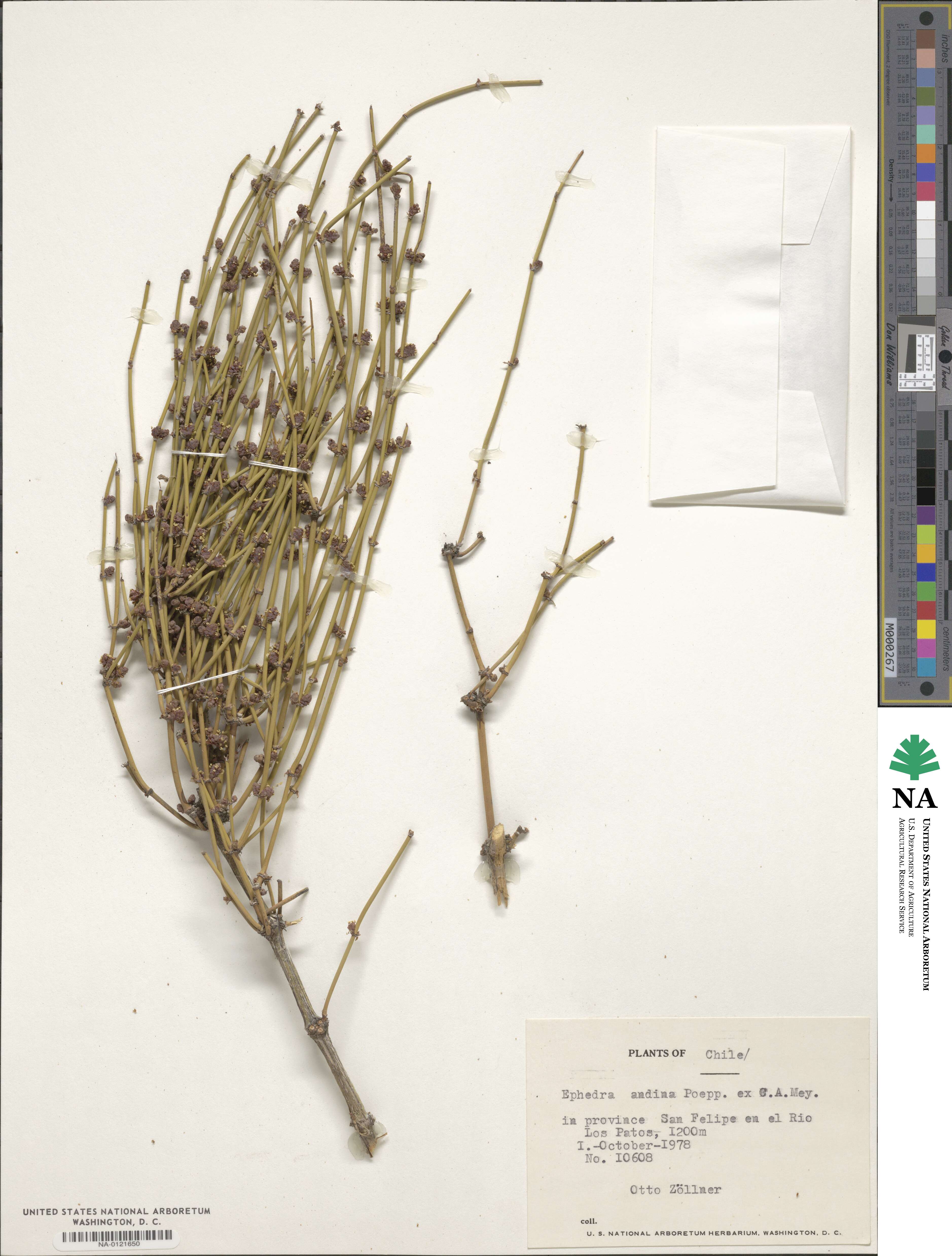 Ephedra chilensis image