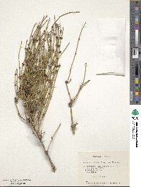 Ephedra chilensis image