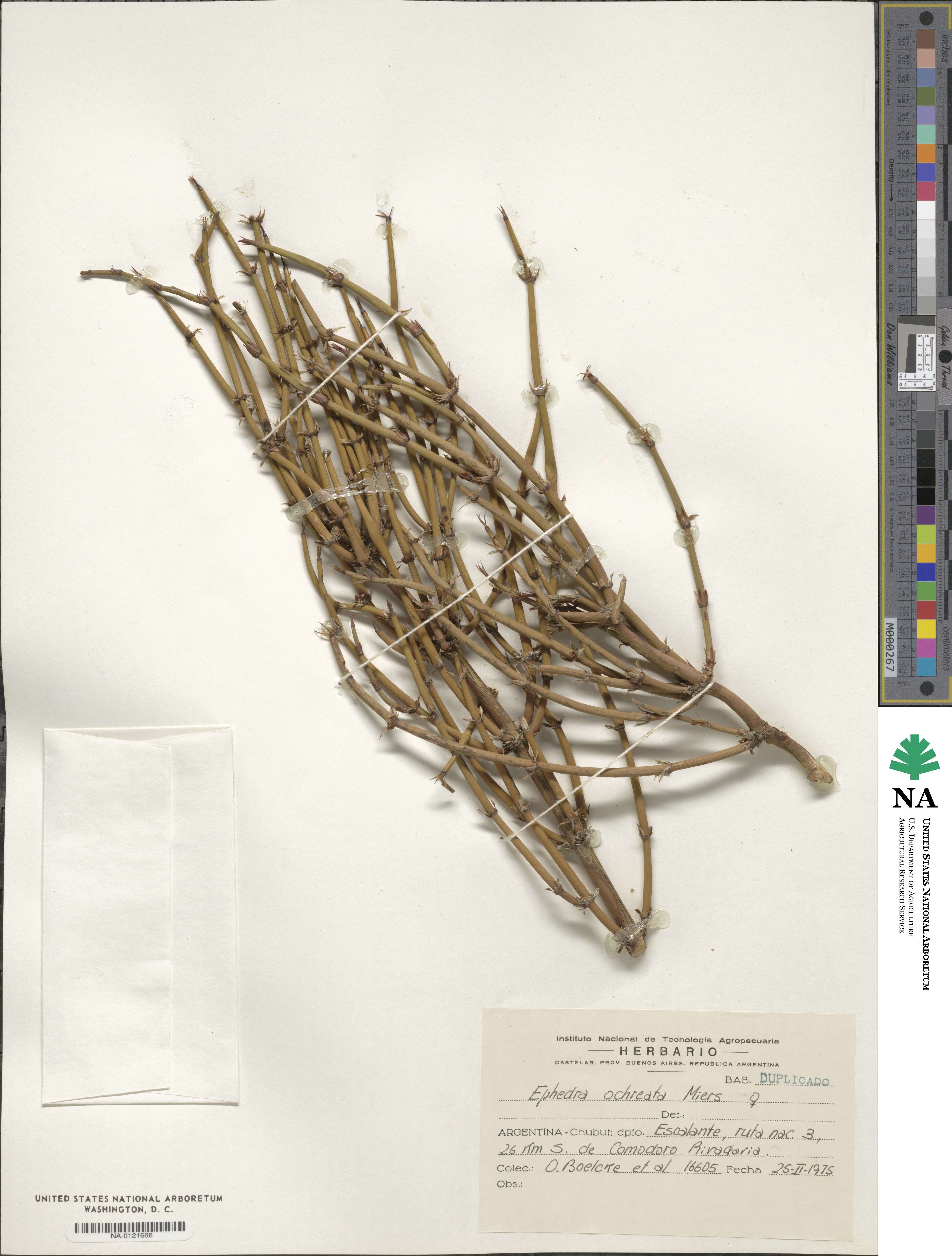 Ephedra ochreata image