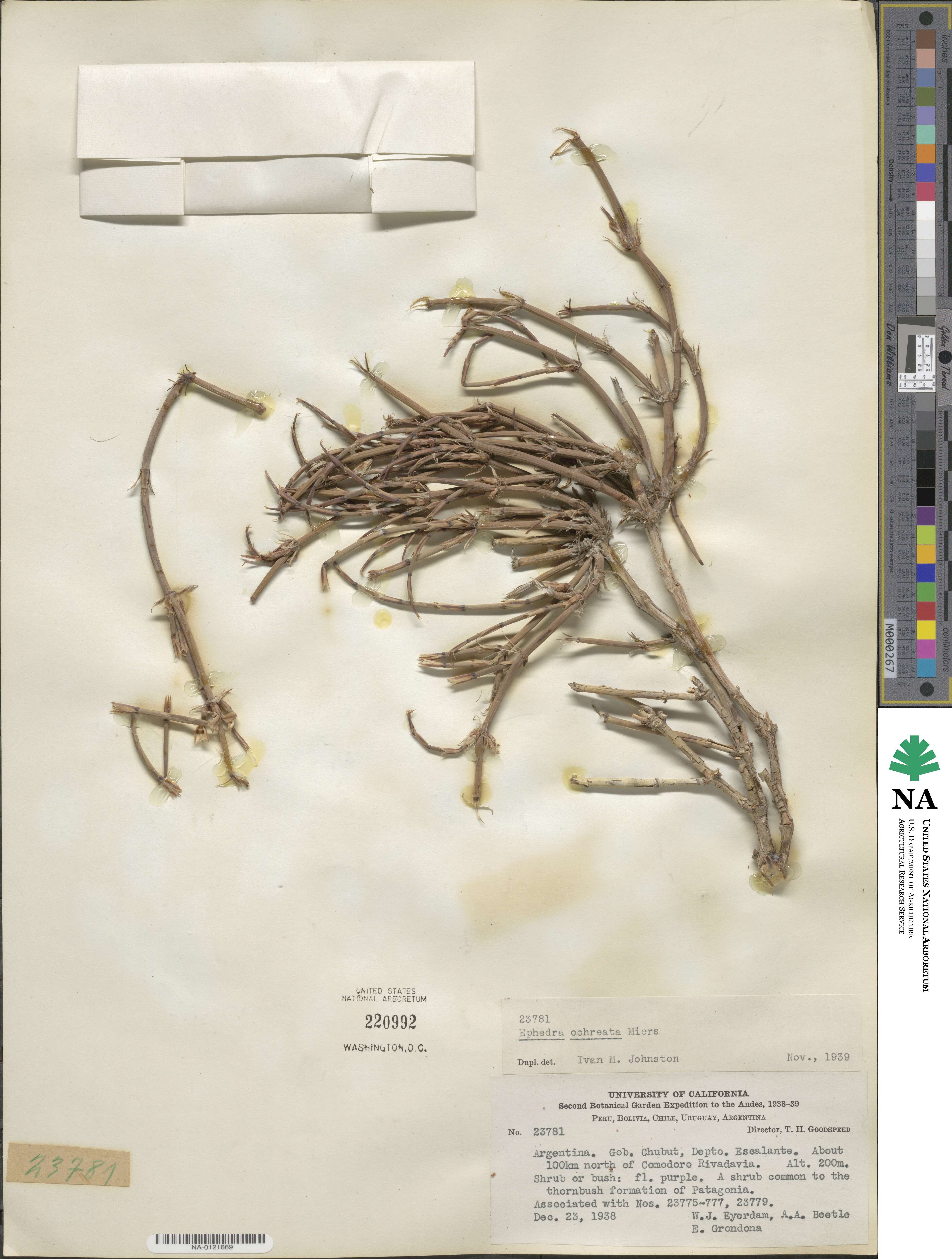 Ephedra ochreata image