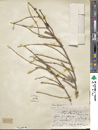 Ephedra ochreata image