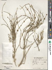 Image of Ephedra triandra