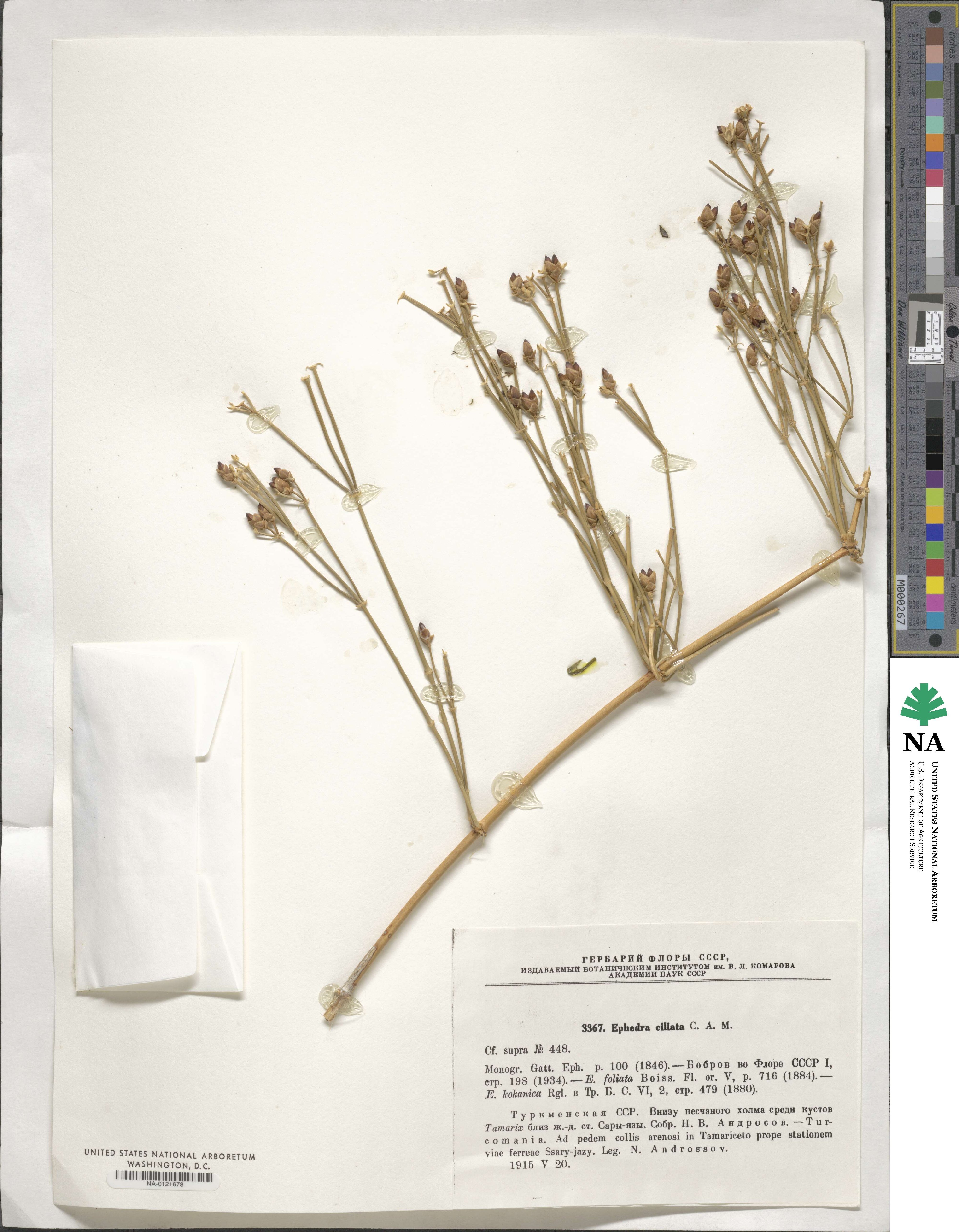 Ephedra ciliata image