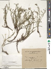 Ephedra distachya image