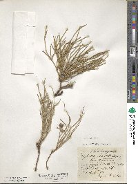 Ephedra distachya image