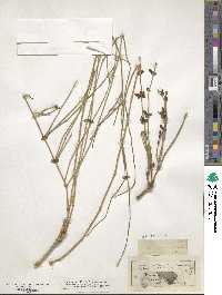 Ephedra distachya image