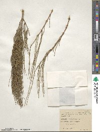 Ephedra foeminea image