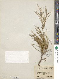 Ephedra monosperma image