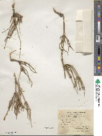 Ephedra alata image