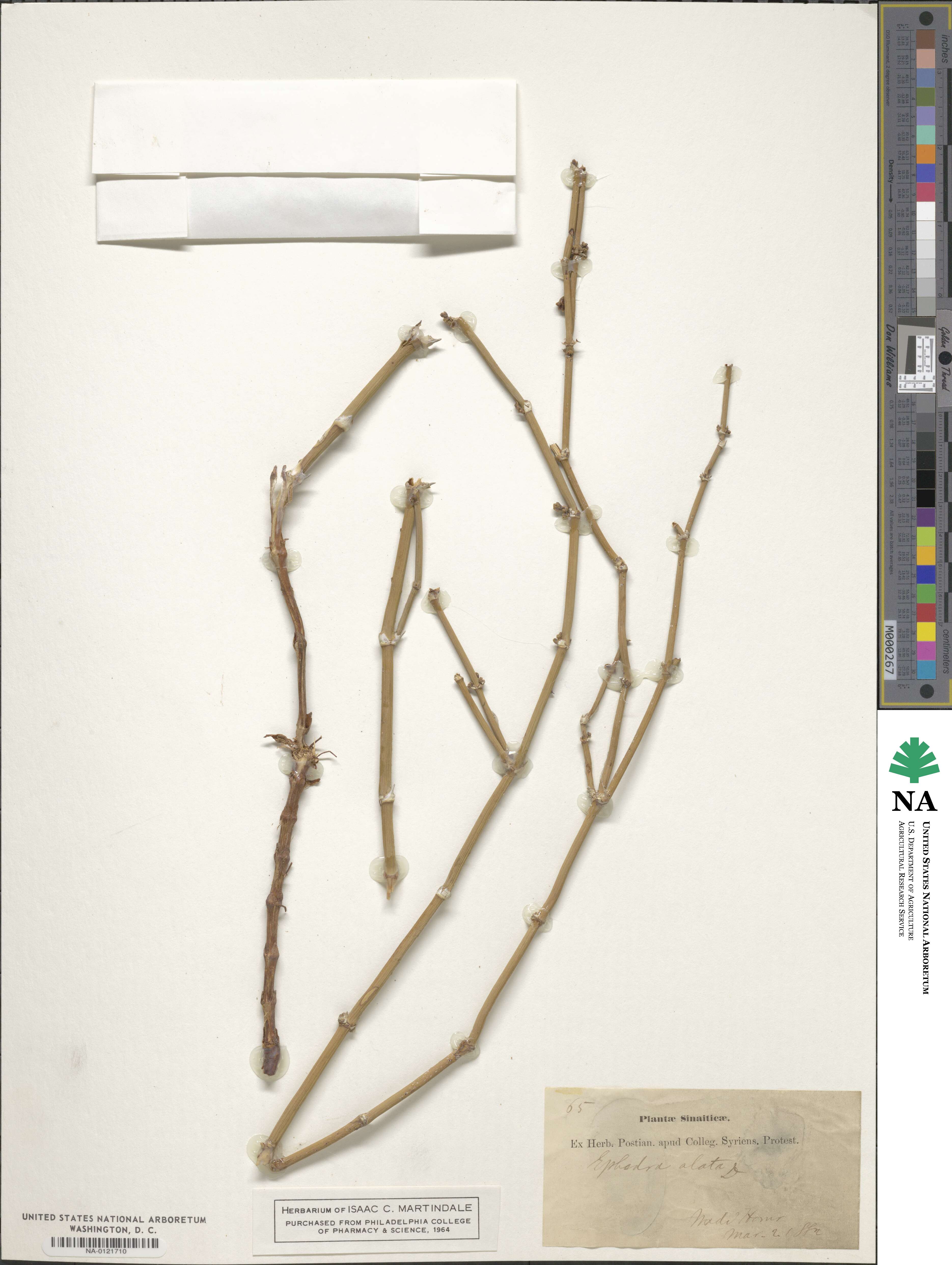 Ephedra alata image
