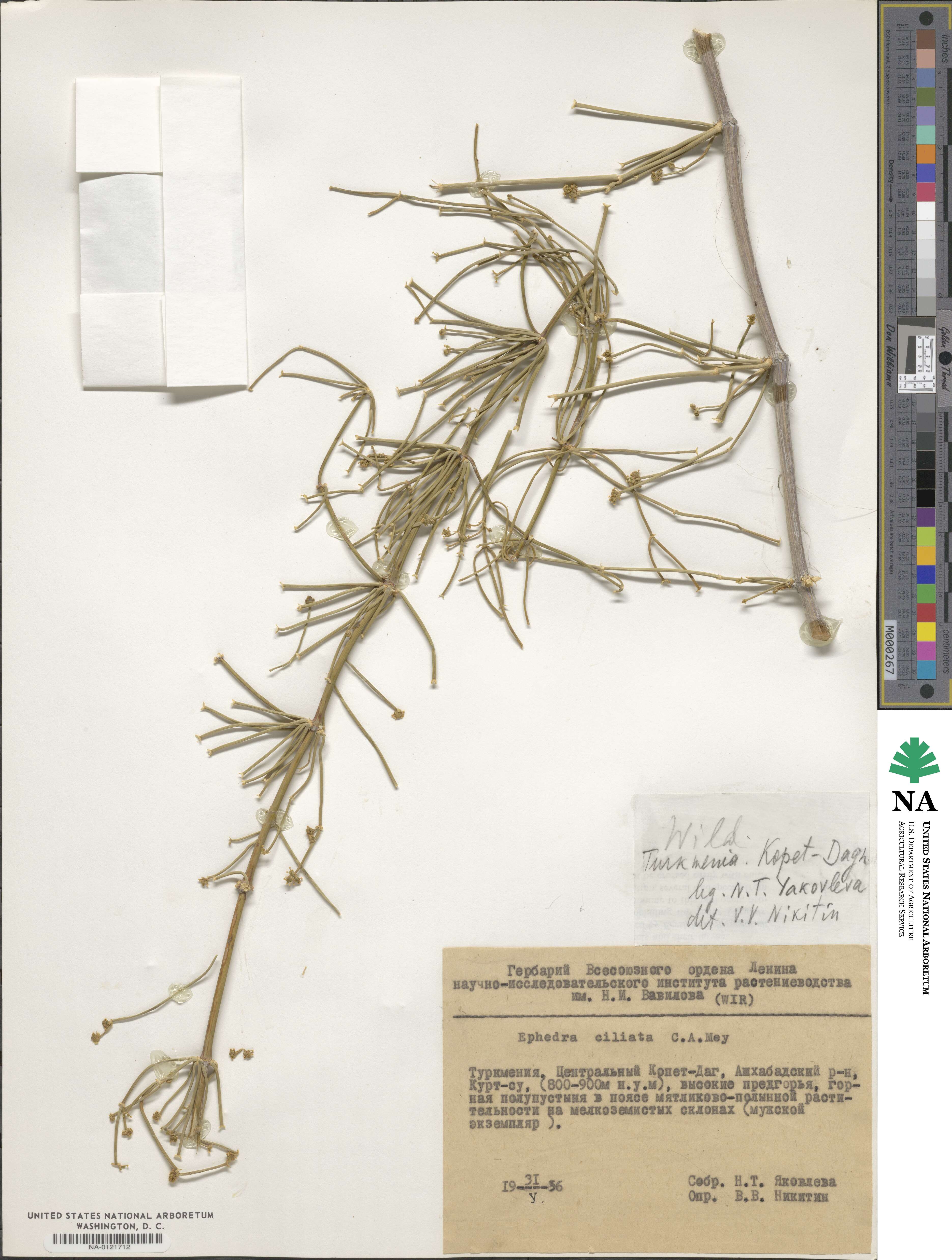 Ephedra ciliata image