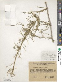 Ephedra ciliata image