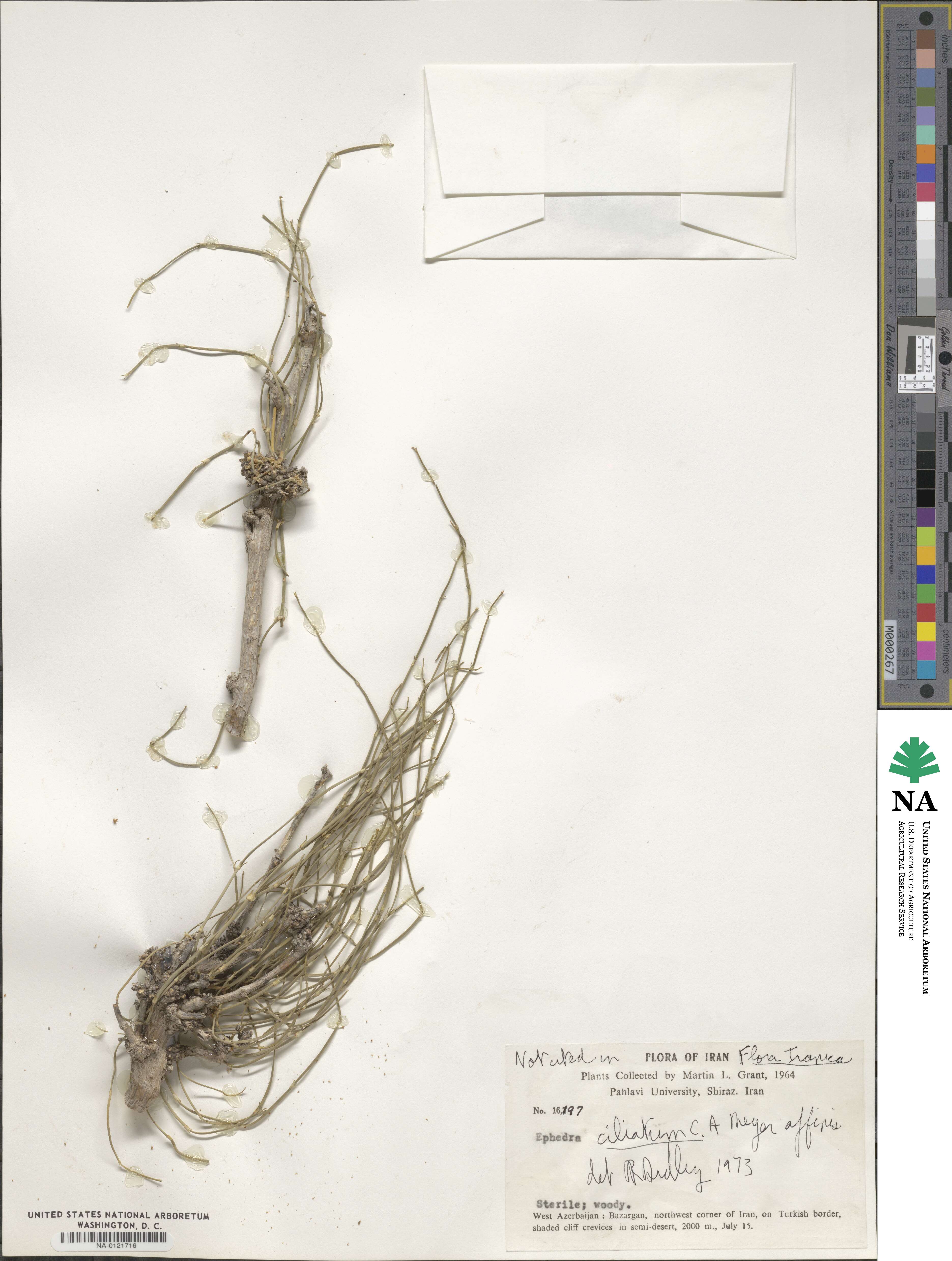 Ephedra ciliata image