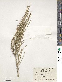 Ephedra ciliata image