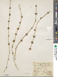 Ephedra foeminea image