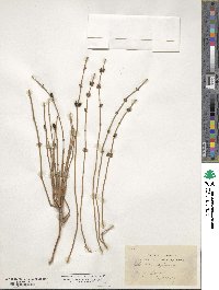 Ephedra foeminea image