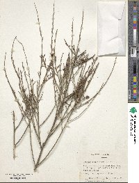 Ephedra foeminea image