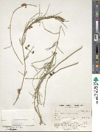 Ephedra ciliata image