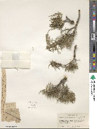 Ephedra gerardiana var. sikkimensis image