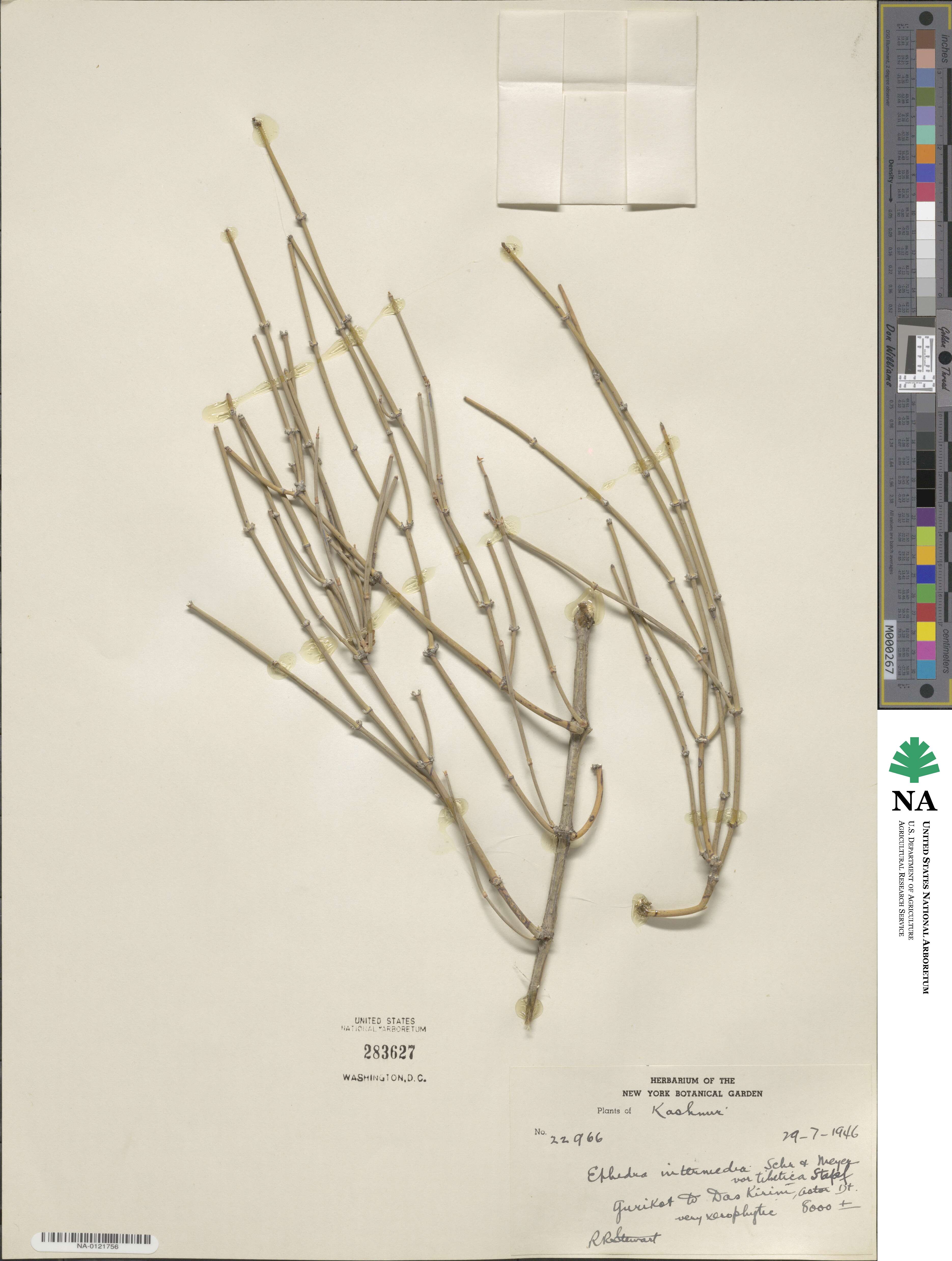 Ephedra intermedia image