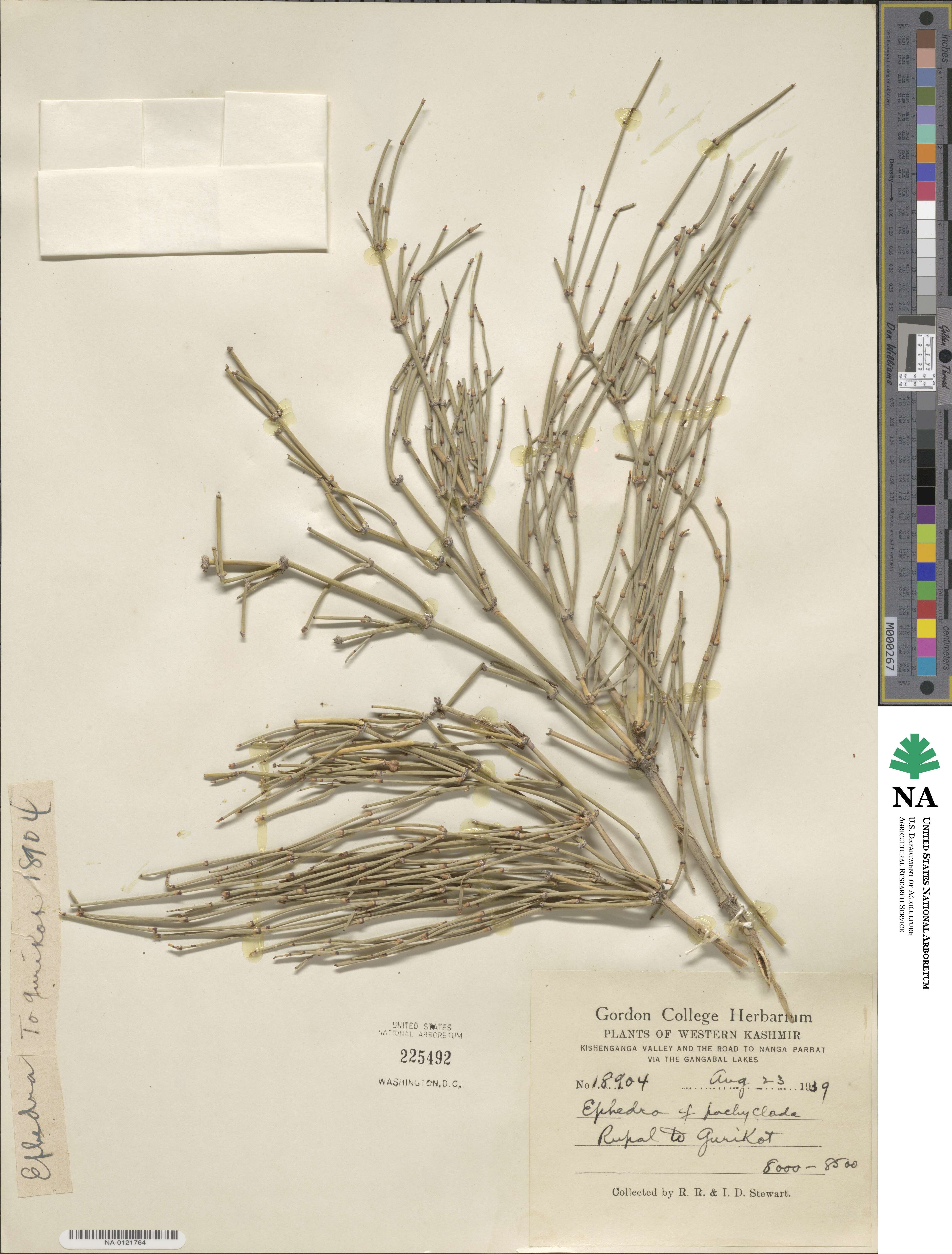 Ephedra pachyclada image