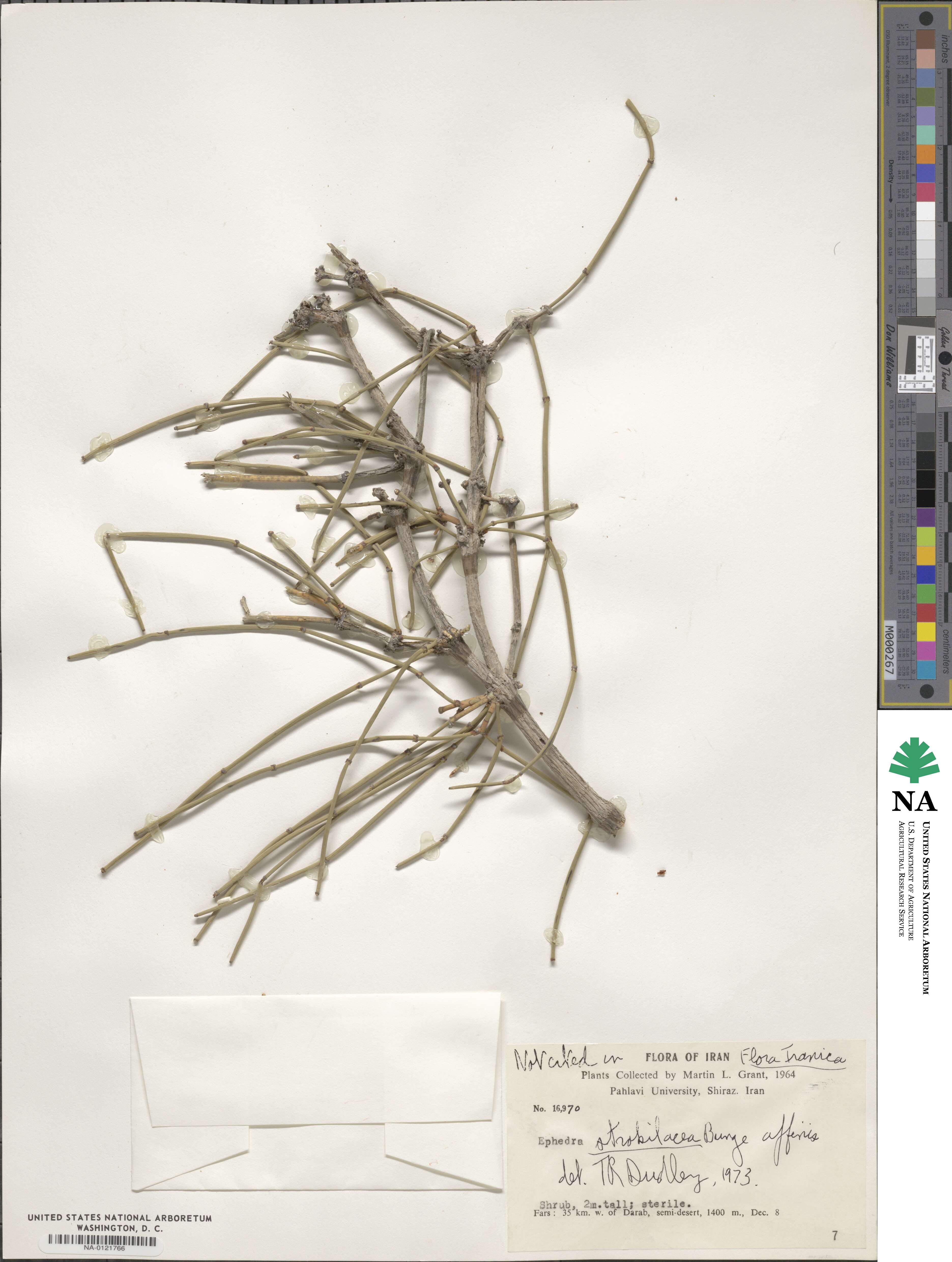 Ephedra strobilacea image