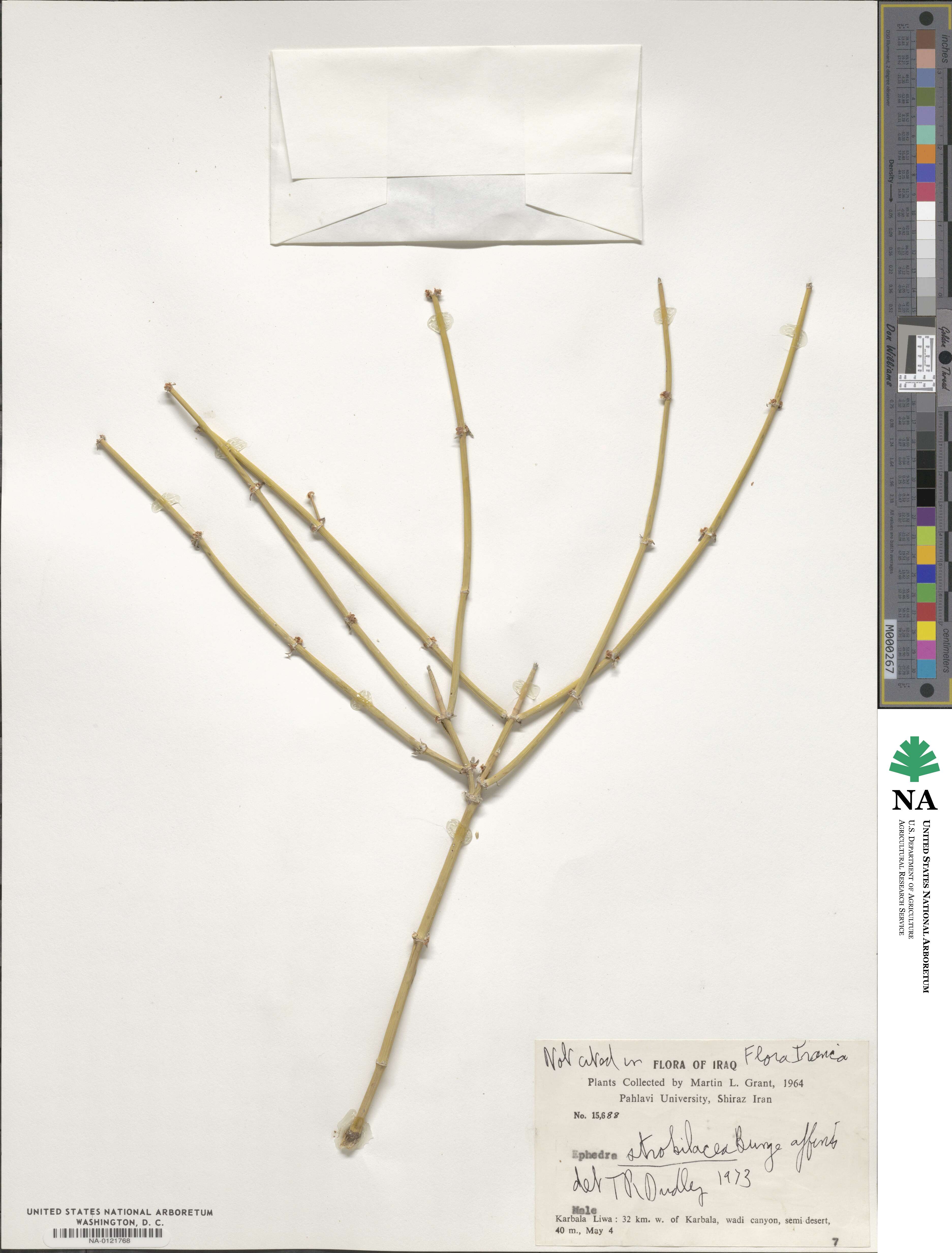 Ephedra strobilacea image