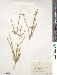 Ephedra strobilacea image