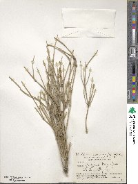 Ephedra strobilacea image